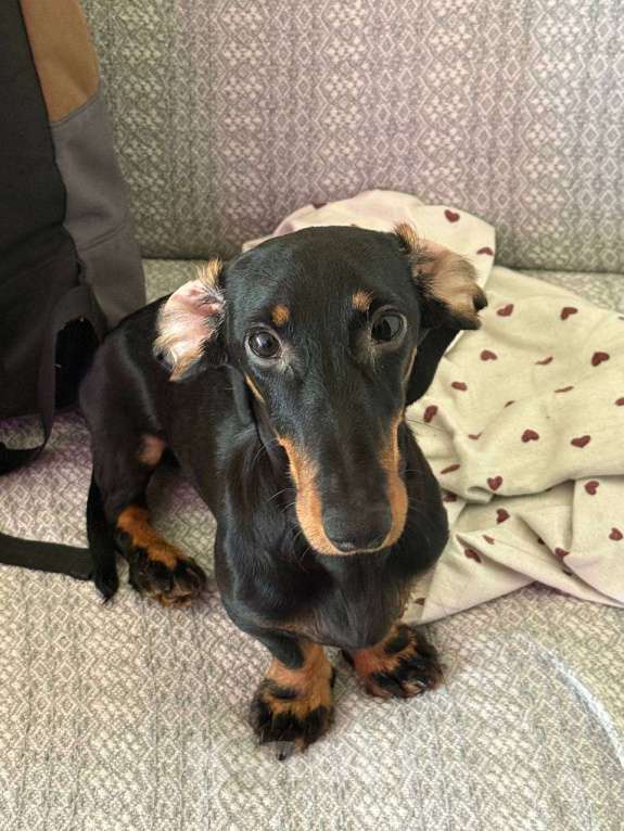 Собаки в Казани: Продам собаку в связи с переездом  Мальчик, 15 000 руб. - фото 7