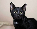 Кошки в Москве: Черный жемчуг - котёнок Финик ищет заботливых хозяев. В добрые руки Мальчик, Бесплатно - фото 8