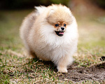 Собаки в Видном: Померанский шпиц Мальчик, 50 000 руб. - фото 1