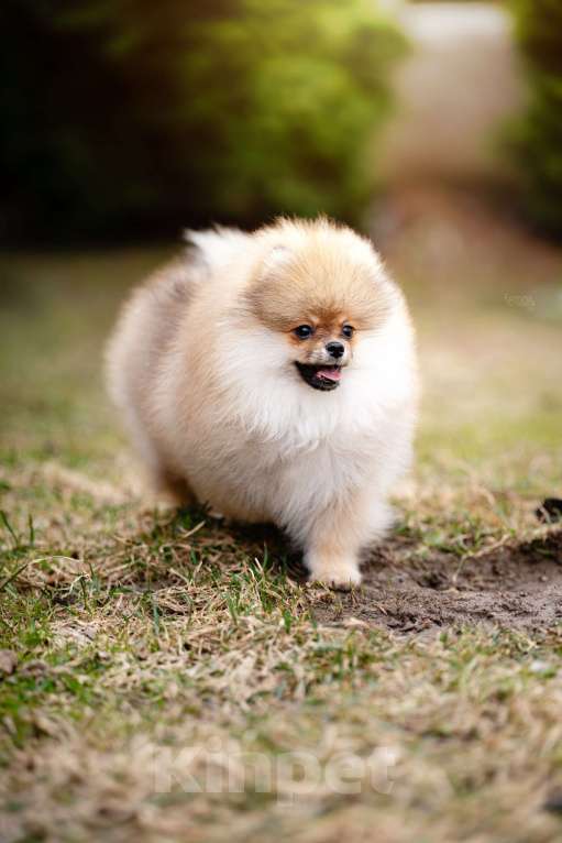 Собаки в Видном: Померанский шпиц Мальчик, 50 000 руб. - фото 1