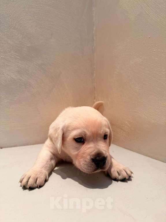 Собаки в Калининграде: Продам щенков лабрадора  Мальчик, 35 000 руб. - фото 7