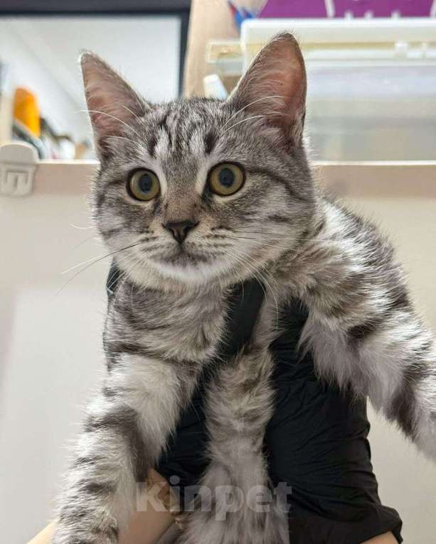 Кошки в Москве: Котеночек, над которым издевались хозяева, ищет дом Мальчик, Бесплатно - фото 2