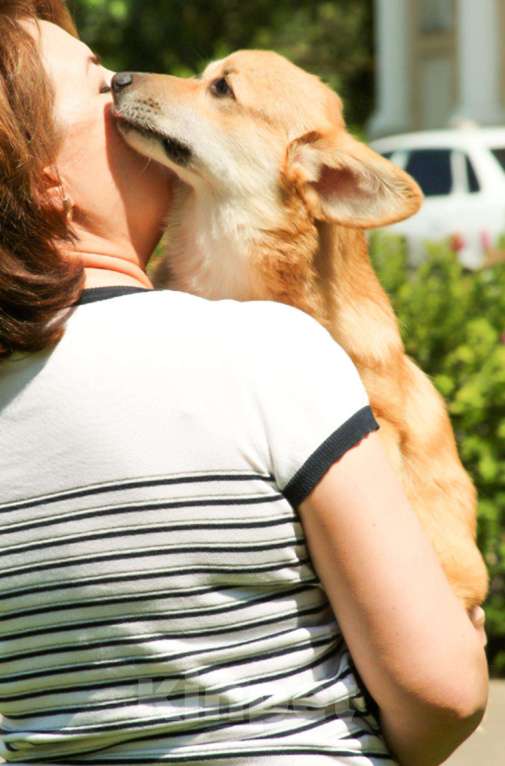 Собаки в Самаре: Девочка Элисия Спарк Девочка, 50 000 руб. - фото 1