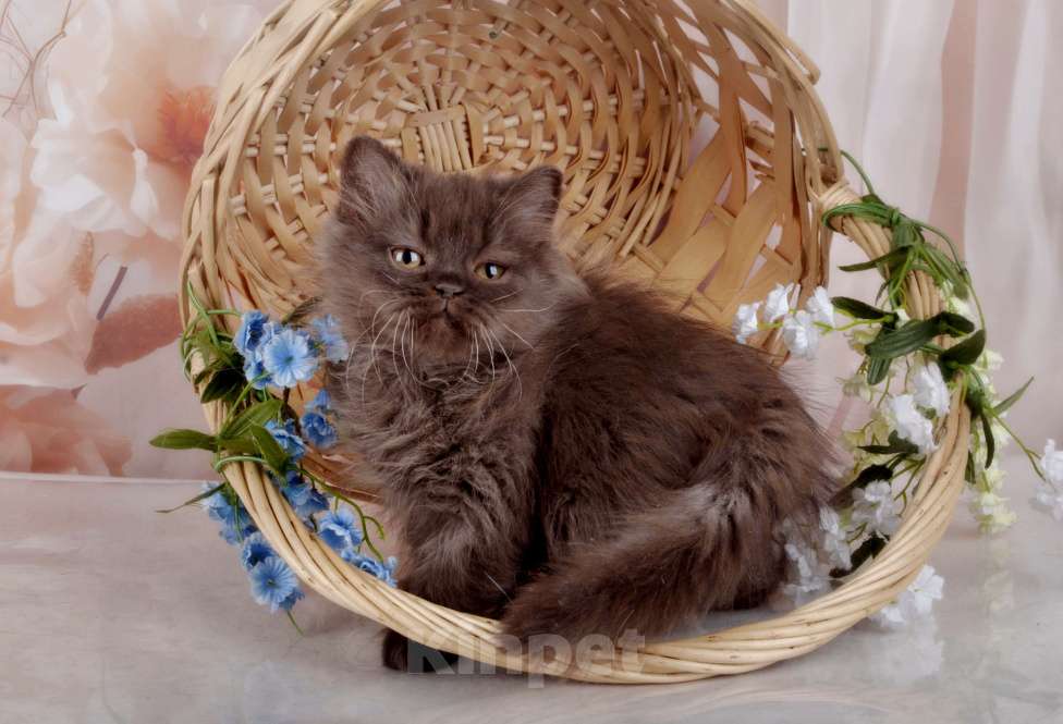 Кошки в Санкт-Петербурге: Британский котенок, девочка мулатка-шоколадка Девочка, 38 000 руб. - фото 5