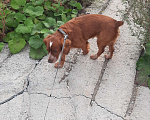 Собаки в Екатеринбурге: Отдам в добрые руки Мальчик, Бесплатно - фото 5