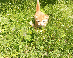 Кошки в Челябинске: Вислоухий котенок – истинный Мандарин! 🍊🐾 Мальчик, 5 000 руб. - фото 10
