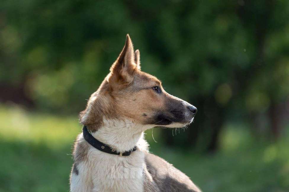 Собаки в Москве: Айк. Трусливый заяц в поисках дома Мальчик, Бесплатно - фото 5