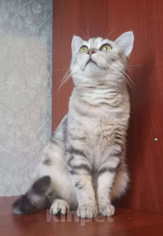 Кошки в других городах Московской области: Ляля для ответственного и заботливого человека Девочка, Бесплатно - фото 2