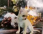 Собаки в Москве: Чихуахуа красивый мальчик Мальчик, 20 000 руб. - фото 1