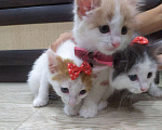 Кошки в Ульяновске: Котята Анатолийской породы ищут дом Мальчик, 200 руб. - фото 1
