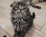 Кошки в Малмыже: Котенок от шотландской кошки, 500 руб. - фото 2