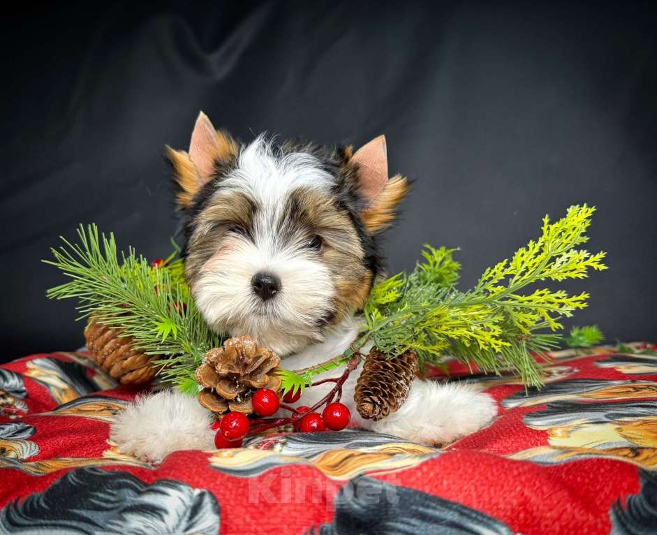 Собаки в Краснодаре: Мальчик Бивер, Документы РКФ Мальчик, 40 000 руб. - фото 2