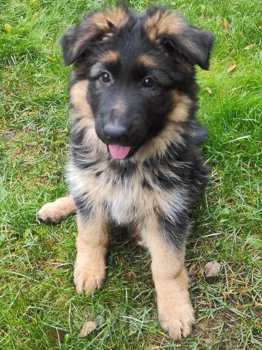 Собаки в Москве: Щенок немецкой овчарки д/ш Девочка, 28 000 руб. - фото 1