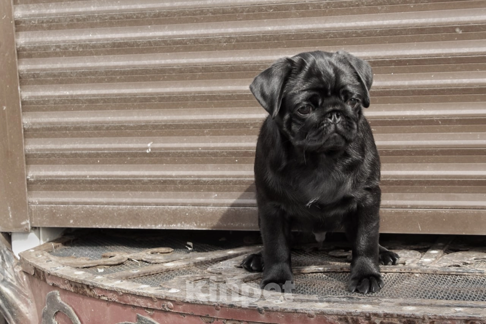 Собаки в Екатеринбурге: Щенки мопса Девочка, 40 000 руб. - фото 2