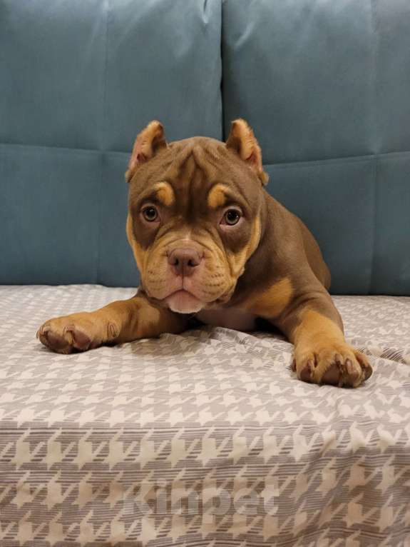 Собаки в Санкт-Петербурге: Щенок Американский Булли Девочка, Бесплатно - фото 2