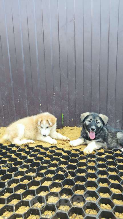 Собаки в других городах Московской области: Доча ищет дом  Девочка, Бесплатно - фото 5