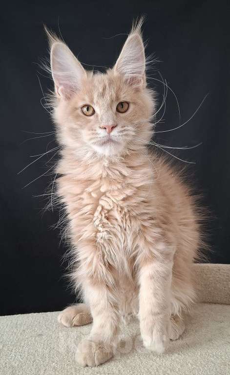 Кошки в Екатеринбурге: Девочка мейн кун  Девочка, 40 000 руб. - фото 2