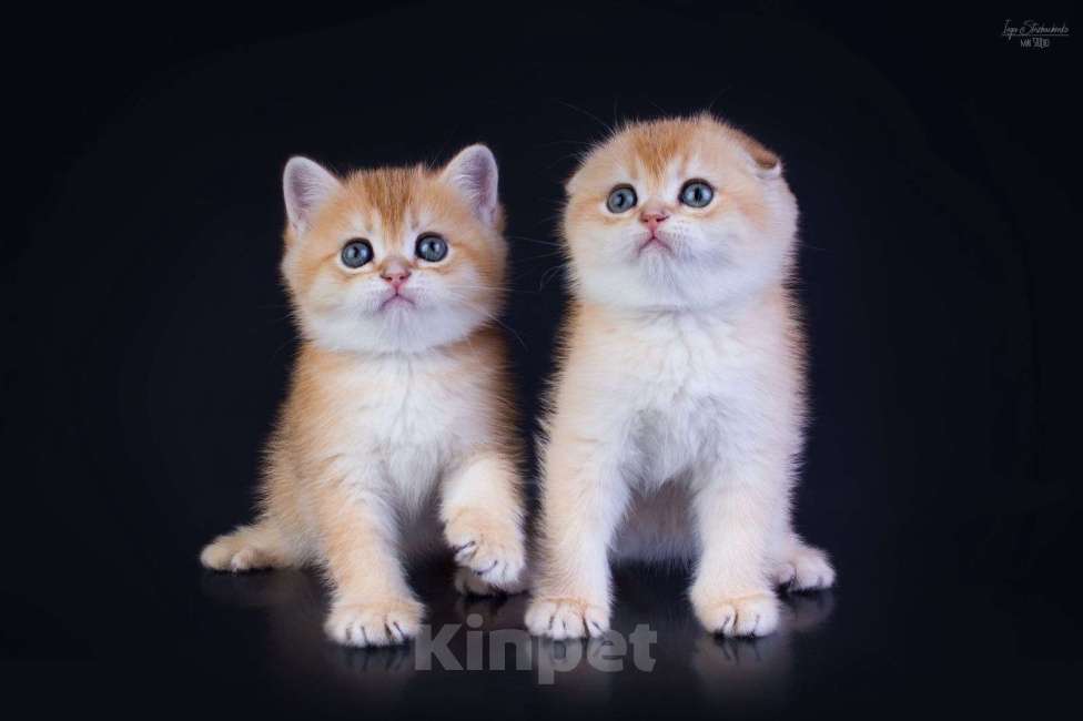 Кошки в Петрозаводске: Шотландская висоухая золотая шиншилла  Девочка, 60 000 руб. - фото 7