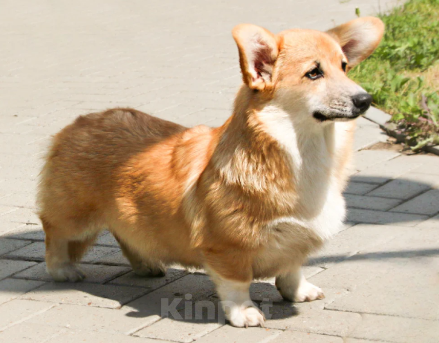 Собаки в Чапаевске: Девочка Элисия Спарк Девочка, 50 000 руб. - фото 3