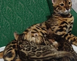 Кошки в Москве: Бенгальские леопардики.  Мальчик, 30 000 руб. - фото 2