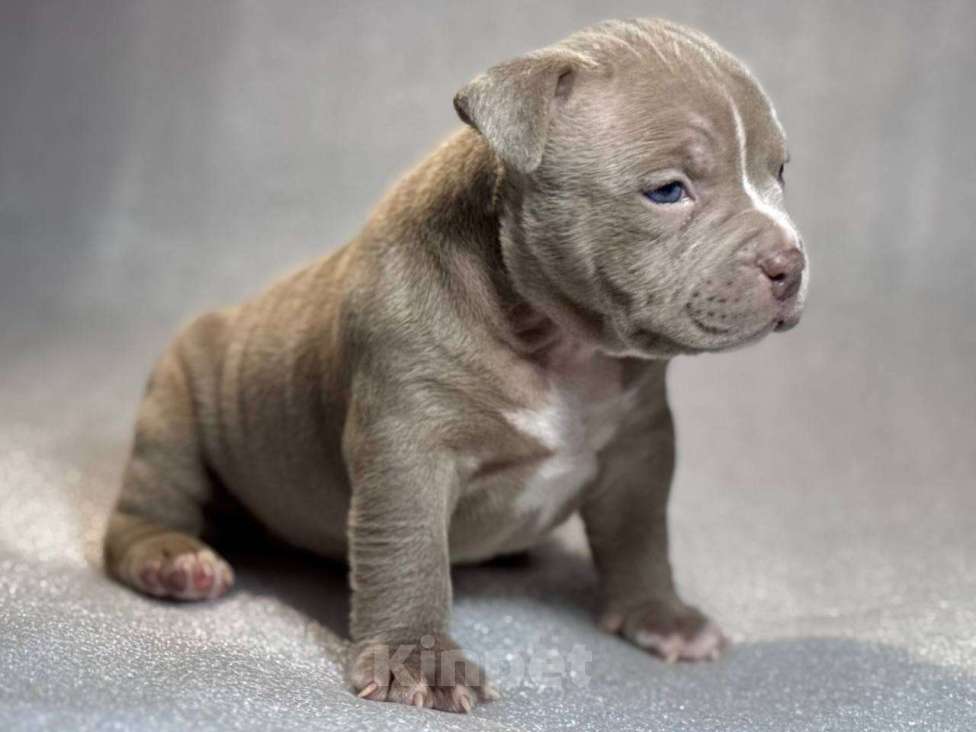 Собаки в Санкт-Петербурге: Американский булли покет мини Девочка, Бесплатно - фото 1