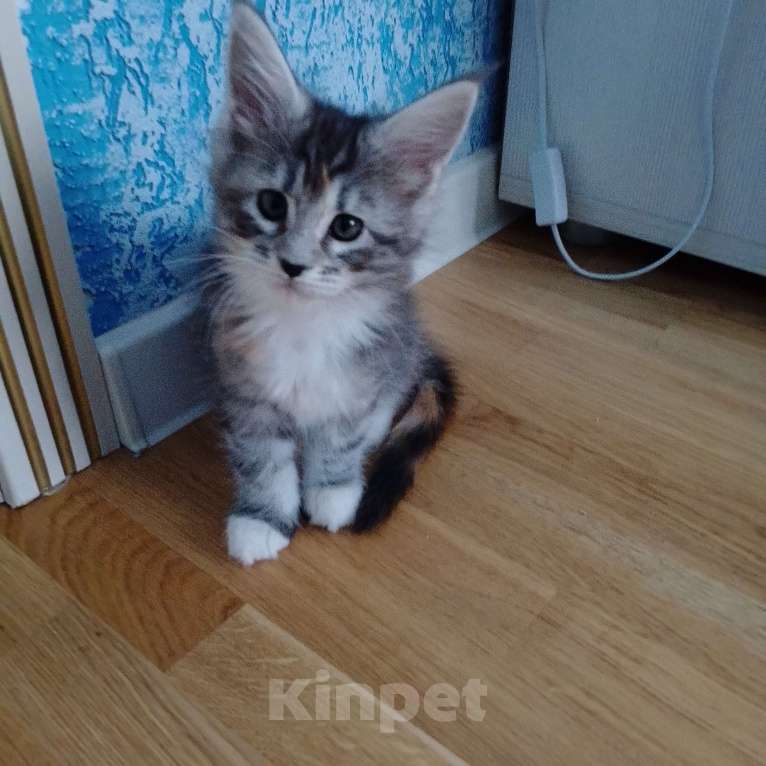 Кошки в Раменском: Кошечка-красавица Девочка, 20 000 руб. - фото 3