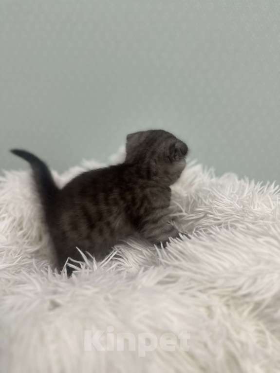 Кошки в Москве: милейшая девочка ищет семью  Девочка, 15 000 руб. - фото 4