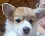 Собаки в Ачинске: Зак фаер фокс Мальчик, 70 000 руб. - фото 1