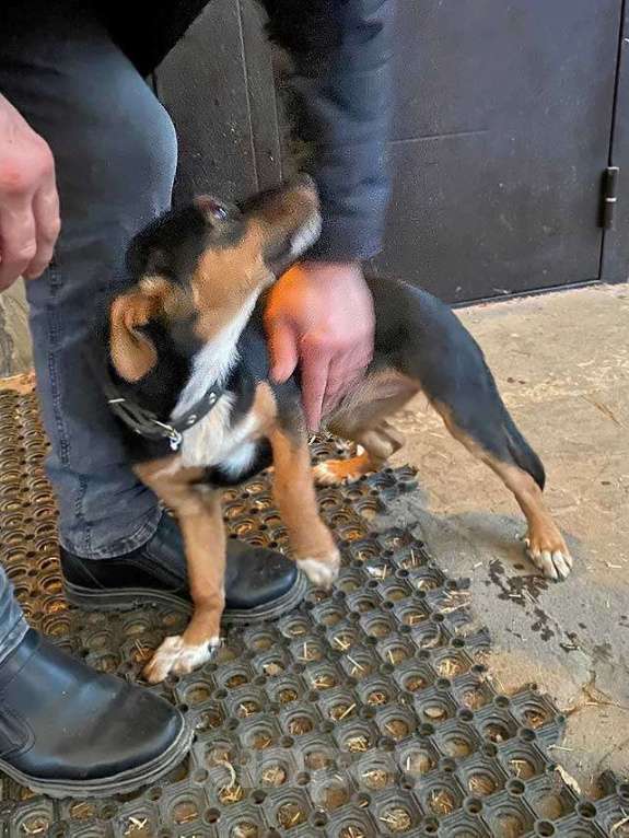 Собаки в Москве: Милейшая обаяшка девочка-щенок Люси ищет дом Девочка, Бесплатно - фото 5