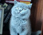 Кошки в Уссурийске: Продам британского голубого котёнка Девочка, 40 000 руб. - фото 3