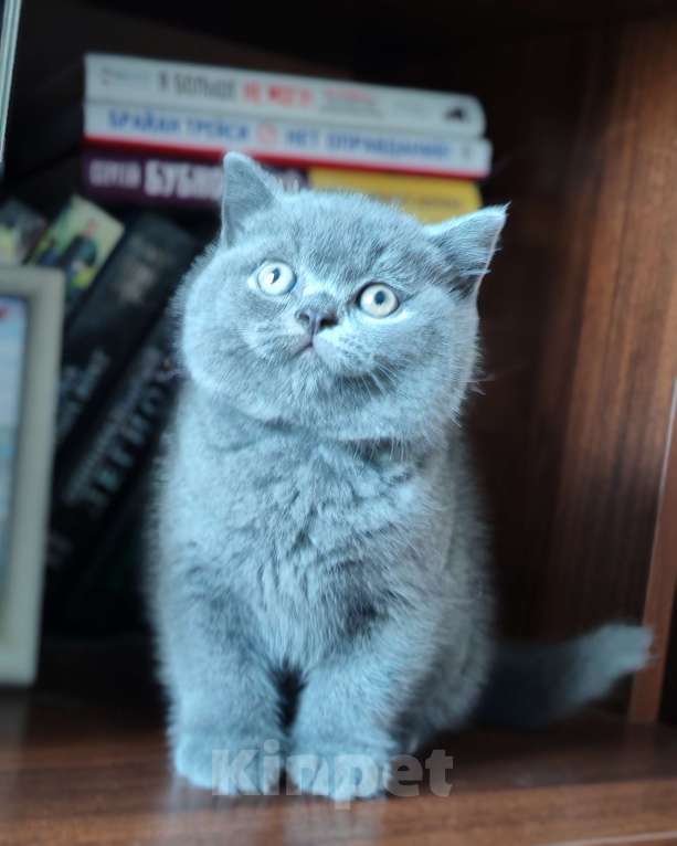 Кошки в Уссурийске: Продам британского голубого котёнка Девочка, 40 000 руб. - фото 3