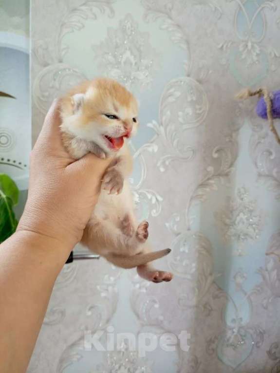 Кошки в Москве: Британская золотая шиншилла Девочка, 25 000 руб. - фото 3