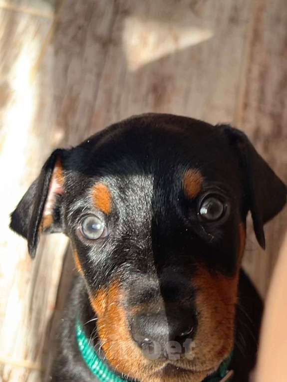 Собаки в Ростове-на-Дону: Активный щенок Добермана ищет любящих хозяев  Мальчик, 25 000 руб. - фото 3