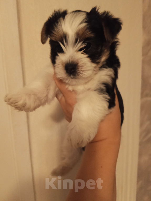 Собаки в Сатке: Биверята мальчики Мальчик, 28 000 руб. - фото 4