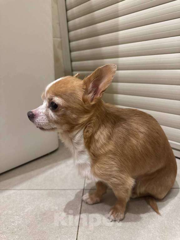 Собаки в Звенигороде: найдена собака ( звенигород ) Мальчик, Бесплатно - фото 5