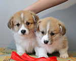 Собаки в Нижнем Новгороде: Щенки Вельш Корги Пемброк Девочка, 60 000 руб. - фото 2
