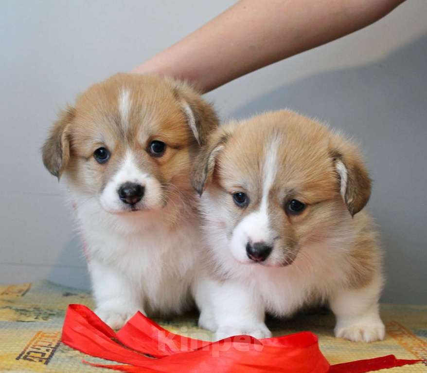 Собаки в Нижнем Новгороде: Щенки Вельш Корги Пемброк Девочка, 60 000 руб. - фото 2