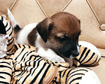 Собаки в Москве: клубные щенки Джек Рассел Брокен и гладкие Мальчик, 45 000 руб. - фото 6