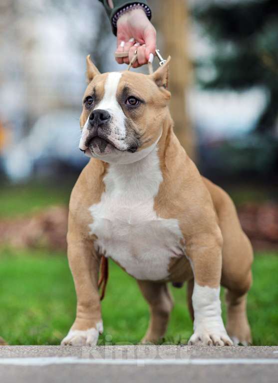 Собаки в Москве: Мальчик Амбулли покет Мальчик, 70 000 руб. - фото 3