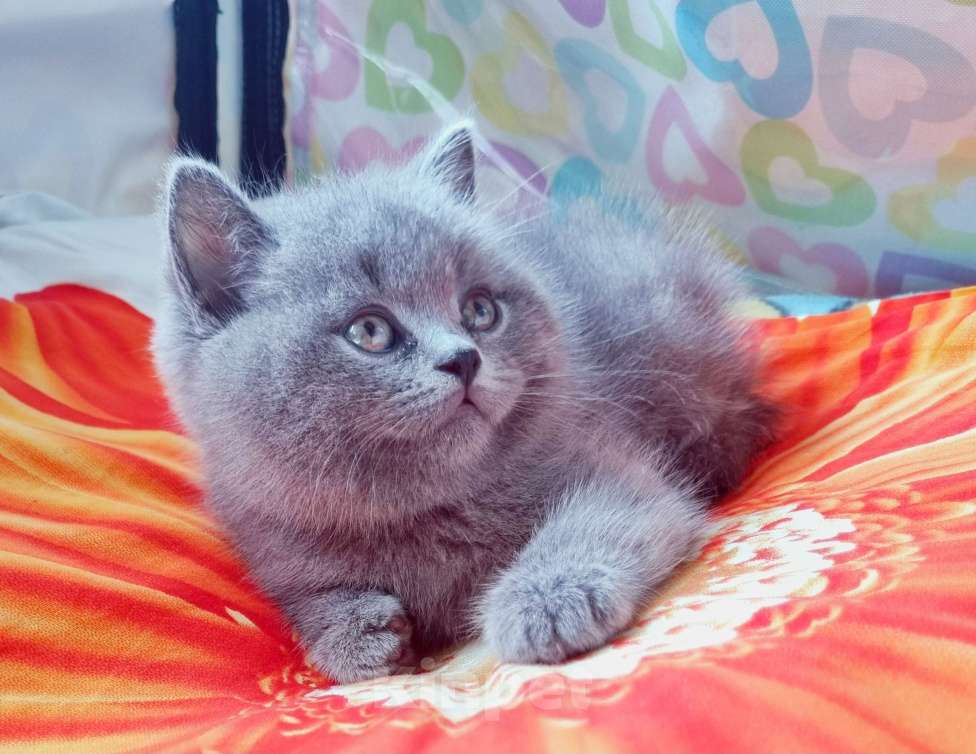 Кошки в Москве: Голубого окраса мальчик  Мальчик, 15 000 руб. - фото 2