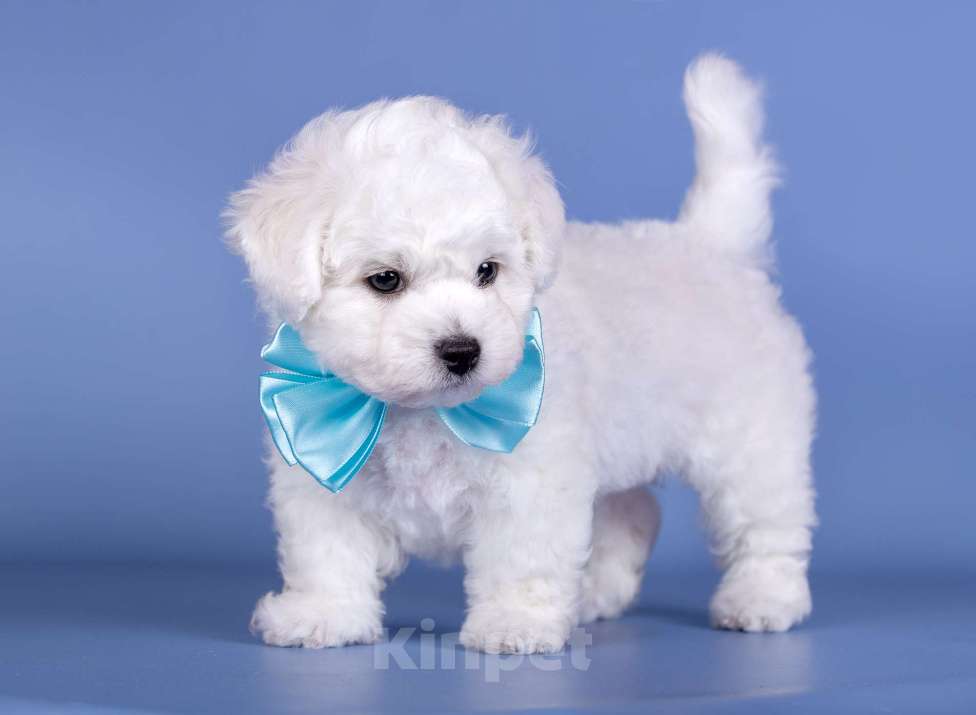 Собаки в Москве: Шикарный щенок Бишон Фризе  питомник SNОW WНIТЕ LАМВ Мальчик, Бесплатно - фото 5