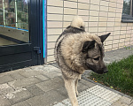 Собаки в других городах Ленинградской области: Ищем хозяина Мальчик, Бесплатно - фото 1