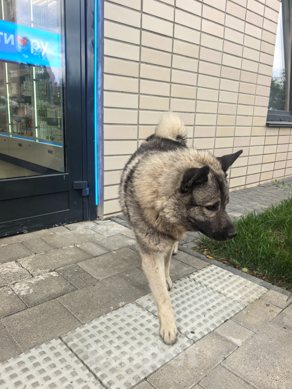 Собаки в других городах Ленинградской области: Ищем хозяина Мальчик, Бесплатно - фото 1