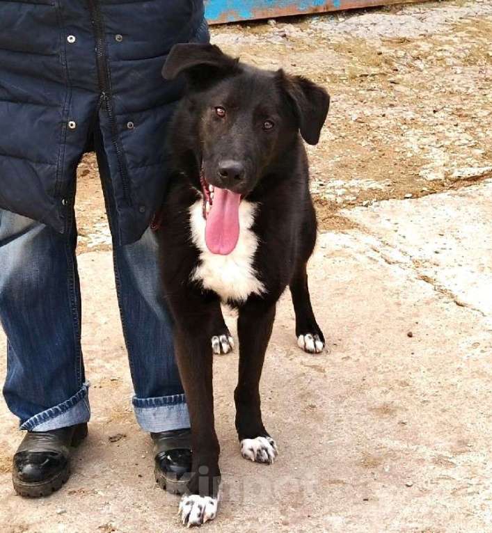 Собаки в Москве: Молоденький красавчик Туман ищет дом и семью Мальчик, Бесплатно - фото 7