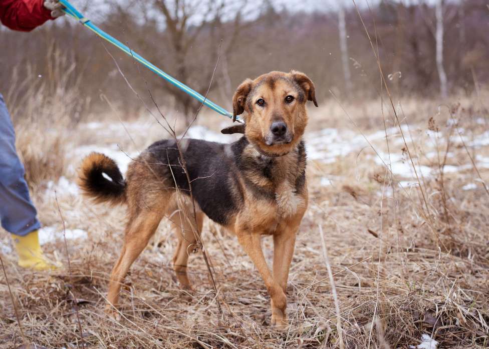 Собаки в Москве: Пёсик без одной лапки в добрые руки Мальчик, Бесплатно - фото 4