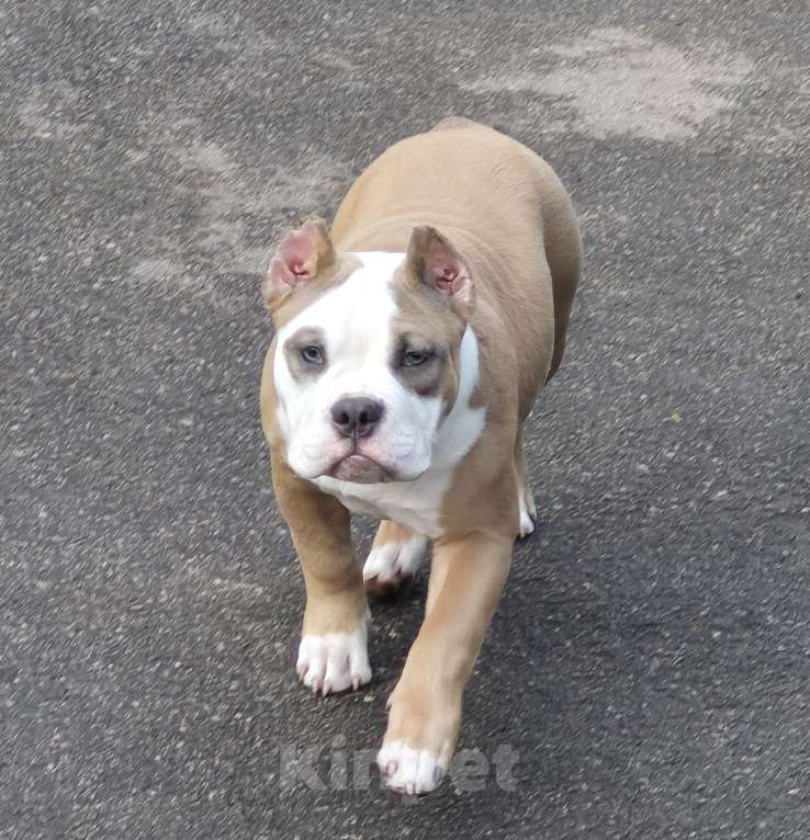 Собаки в Воронеже: Булли Девочка, Бесплатно - фото 1