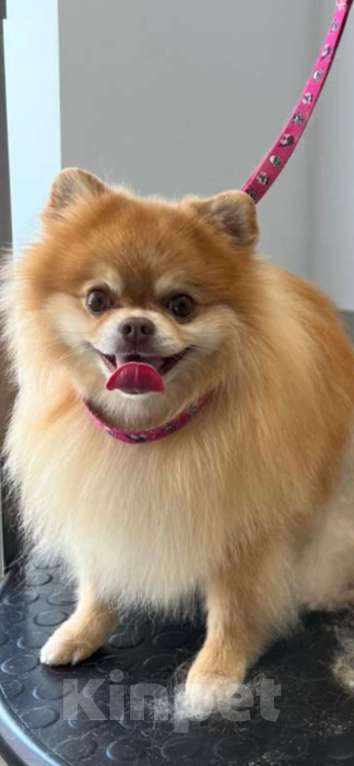 Собаки в Санкт-Петербурге: Померанский шпиц в добрые руки Мальчик, 1 000 руб. - фото 1