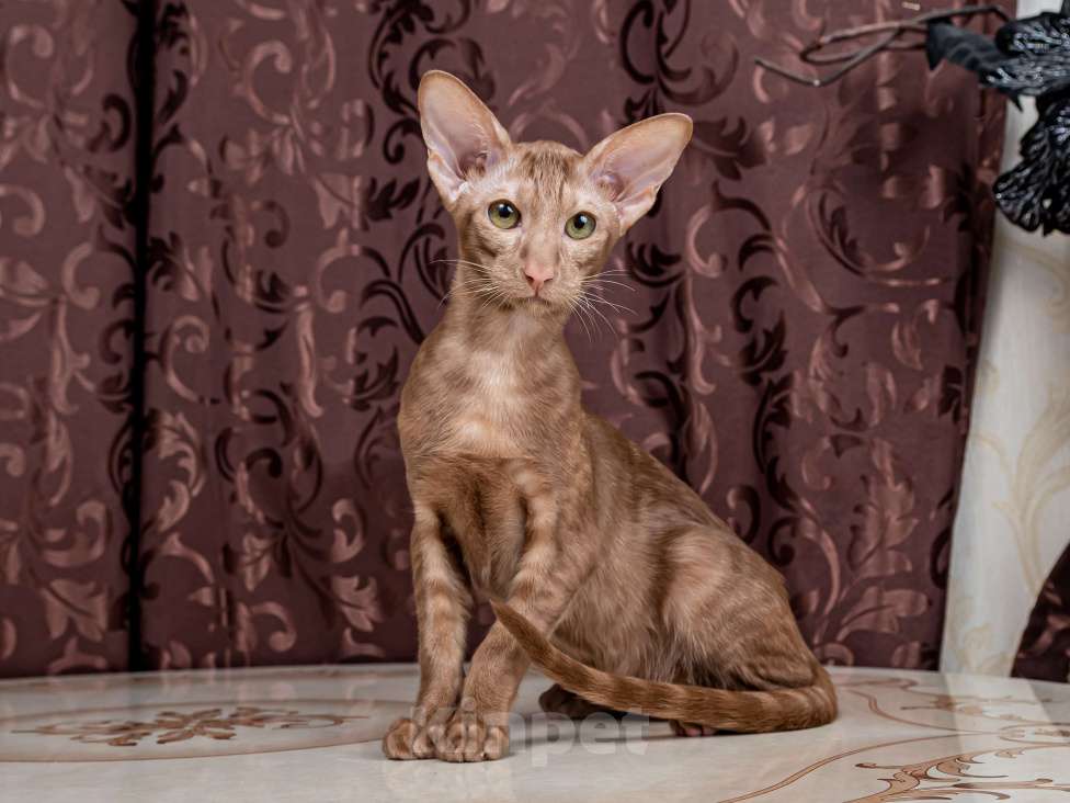 Кошки в Москве: Ориентальный котенок Девочка, 50 000 руб. - фото 2