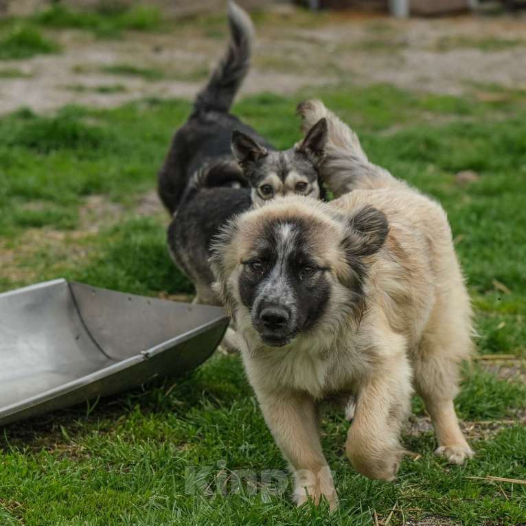 Собаки в Москве: Жак Мальчик, Бесплатно - фото 3