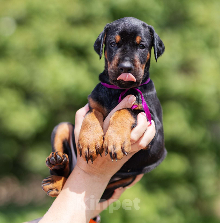 Собаки в Клине: Кобель, др 16.05.25 Мальчик, 75 000 руб. - фото 7